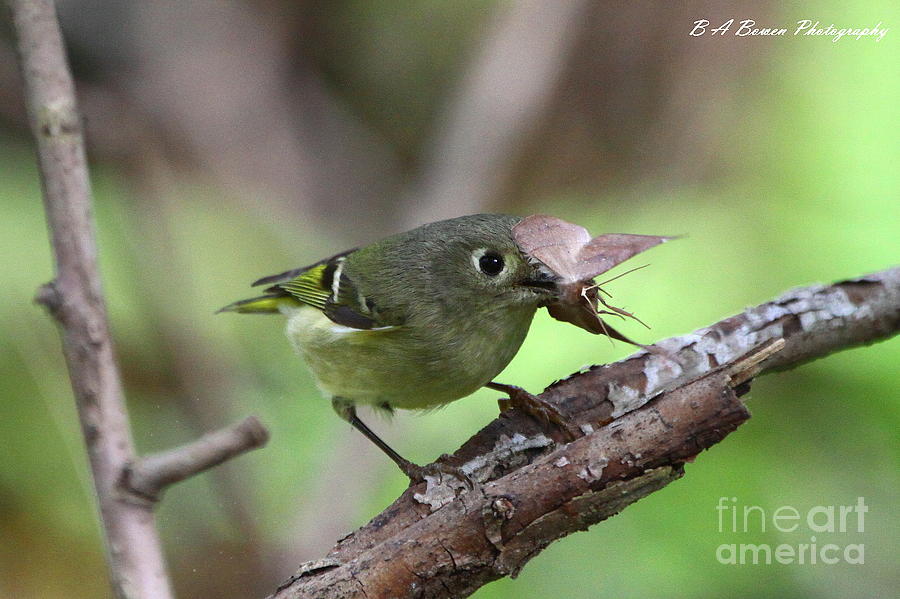 Ruby-Crowned Kinglet nabs a moth Photograph by Barbara Bowen