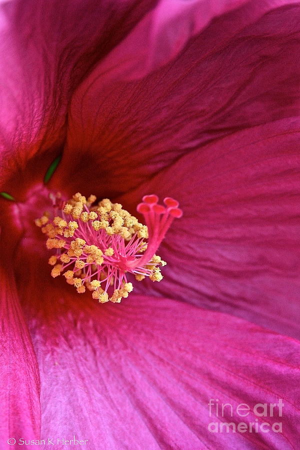 Ruby Hibiscus Photograph by Susan Herber