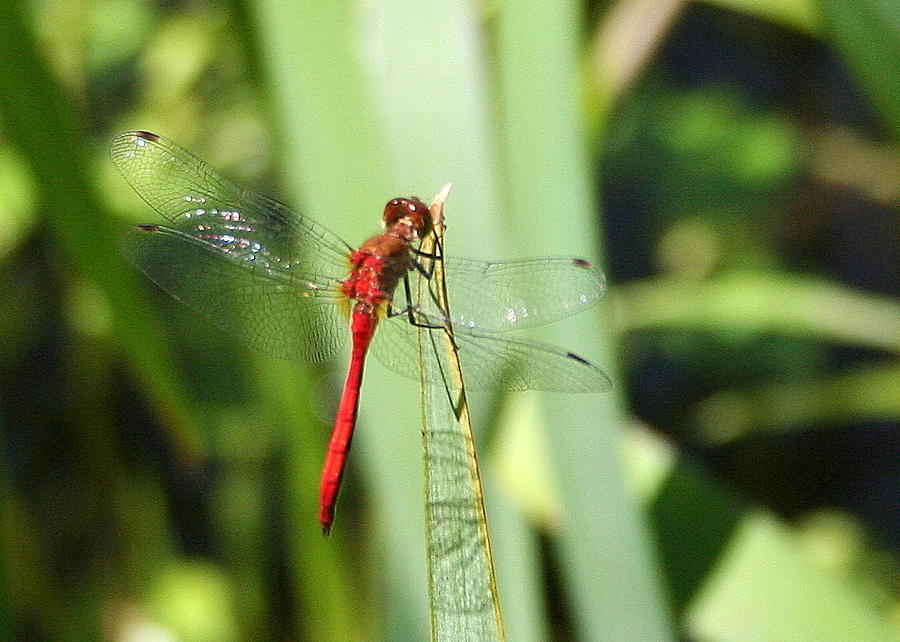 Ruby Meadowhawk Photograph - Ruby Meadowhawk Dragonfly by Laurel Talabere