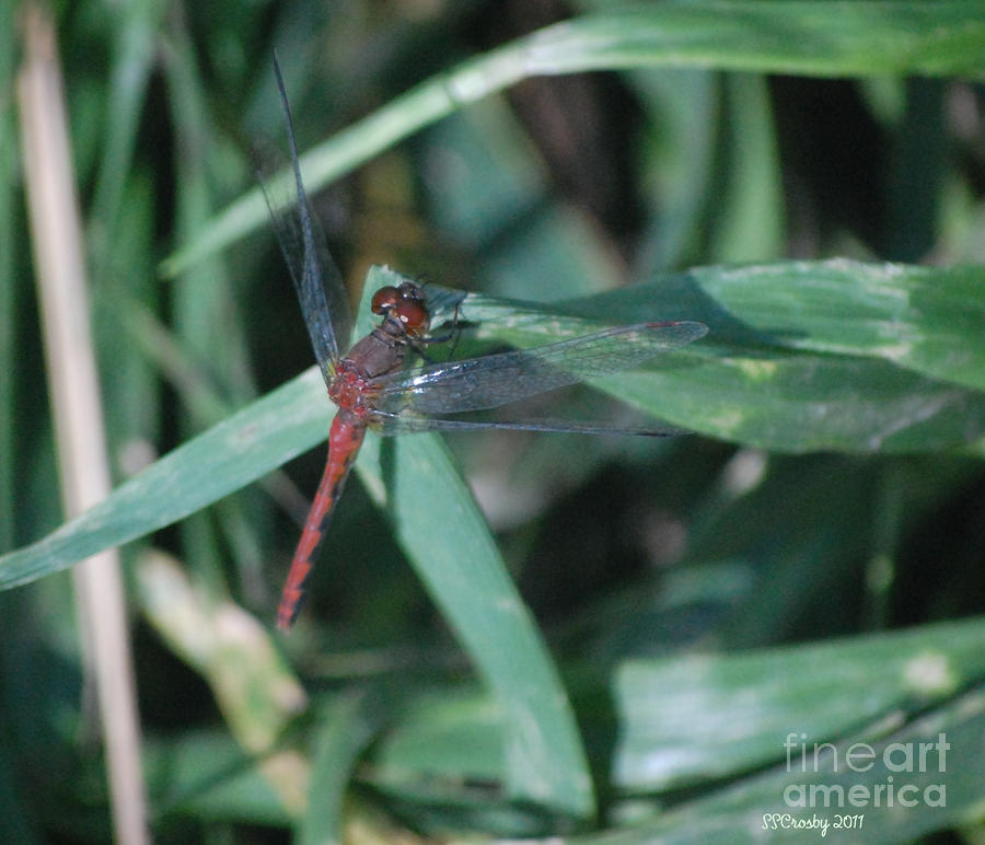 Ruby Meadowhawk Dragonfly on Blade of Grass Photograph by Susan Stevens Crosby