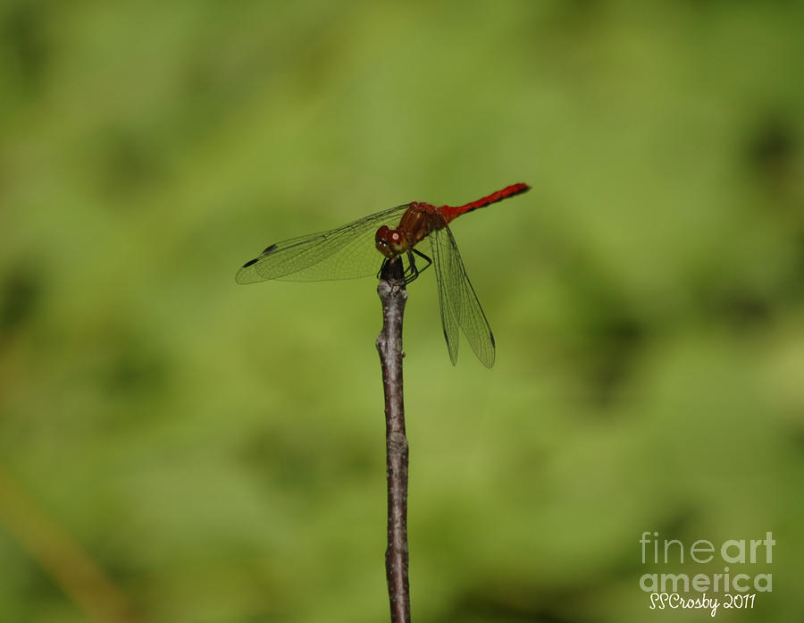Ruby Meadowhawk Dragonfly Photograph by Susan Stevens Crosby