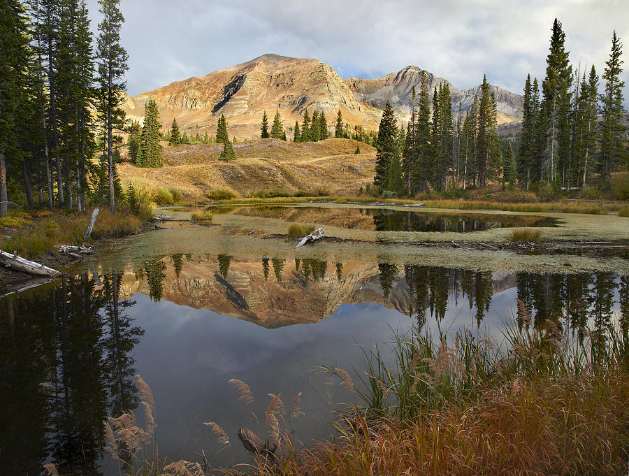 Ruby Range Reflected In Pond Raggeds Photograph by Tim Fitzharris