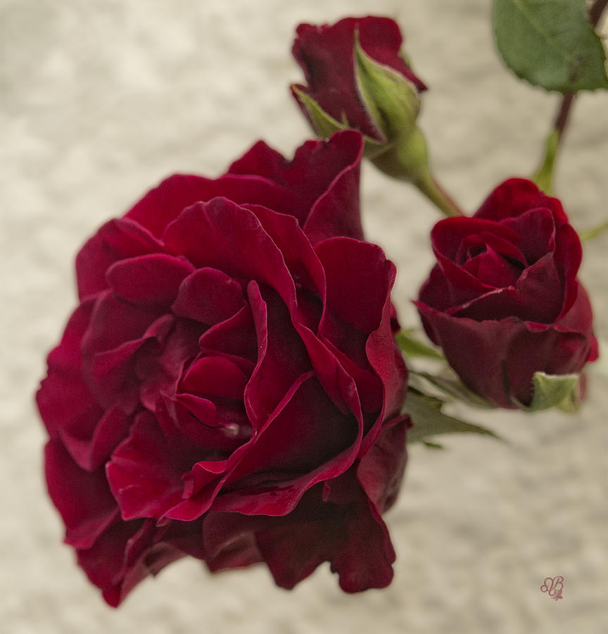 Ruby Red Rose Photograph by Barbara Middleton