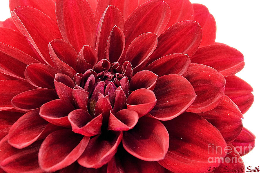 Ruby Red Photograph by Susan Smith
