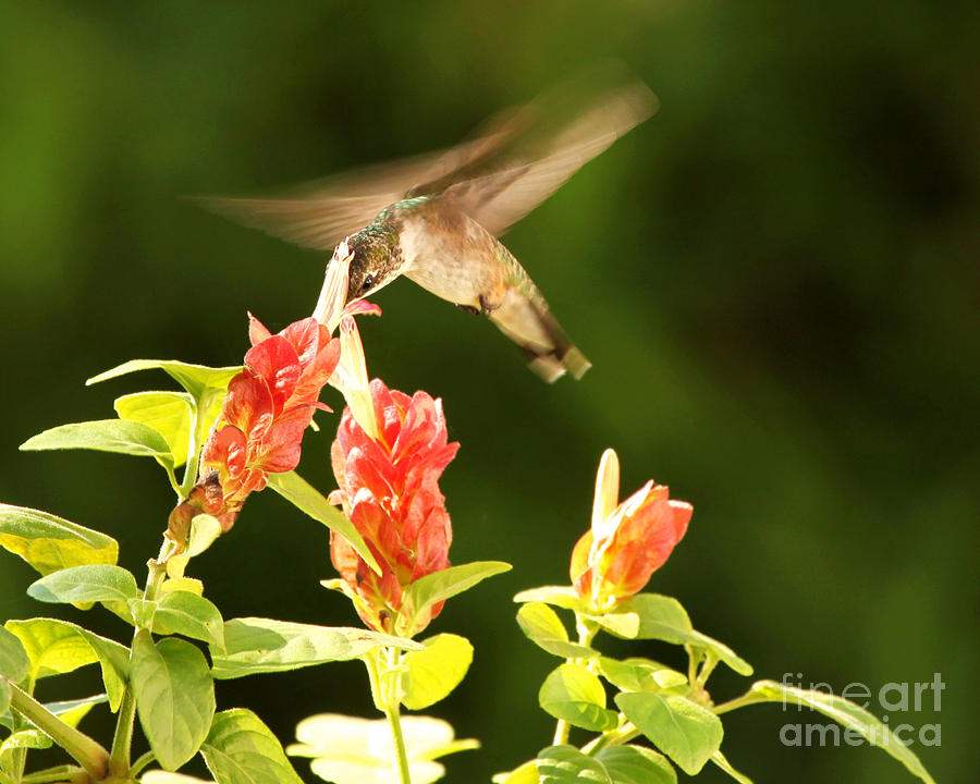 Ruby Throat Hummingbird Photograph by Luana K Perez
