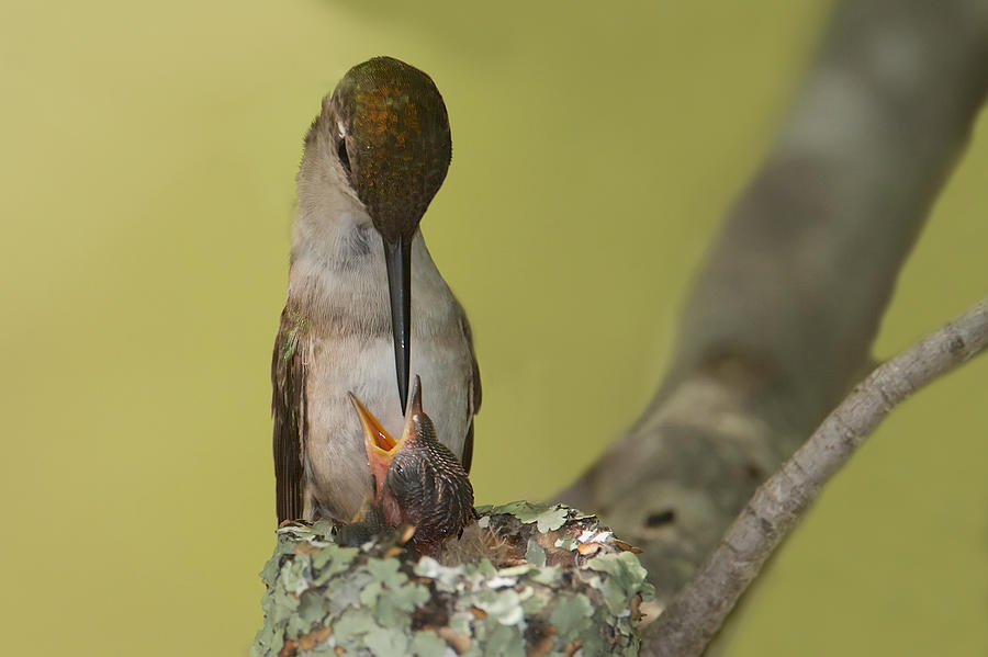 Ruby-Throated Feeding Photograph by Dale J Martin