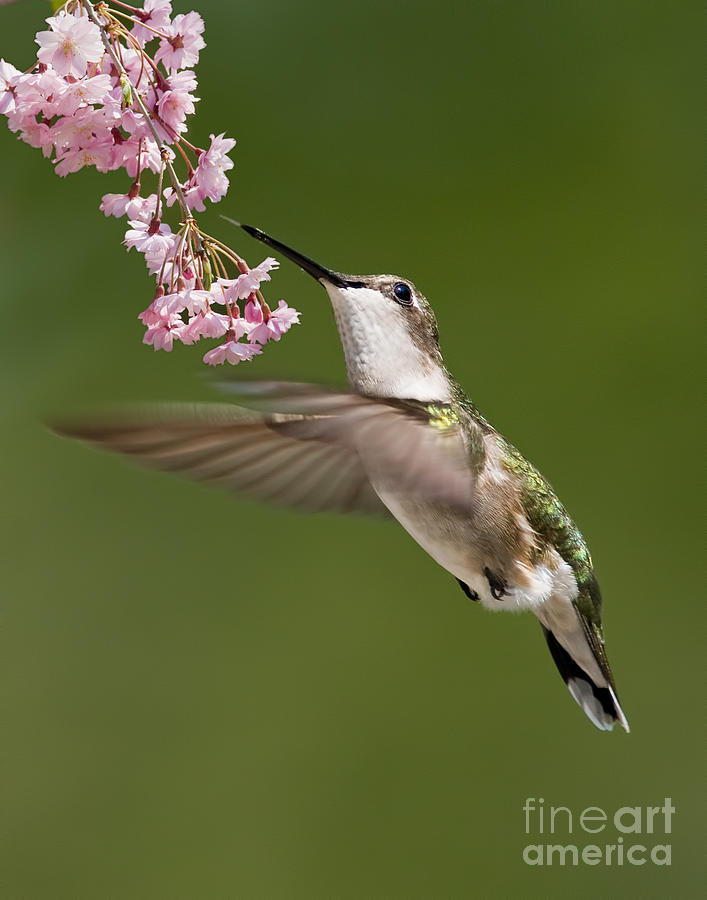 Ruby throated hummingbird - female Photograph by Jean A Chang
