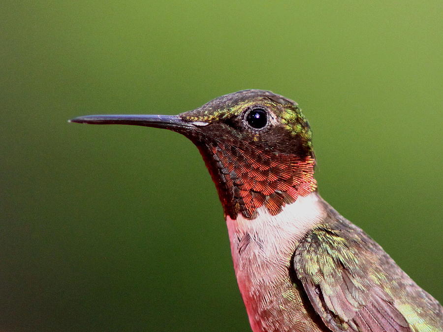 Ruby-throated Hummingbird - Macho Man  by Travis Truelove