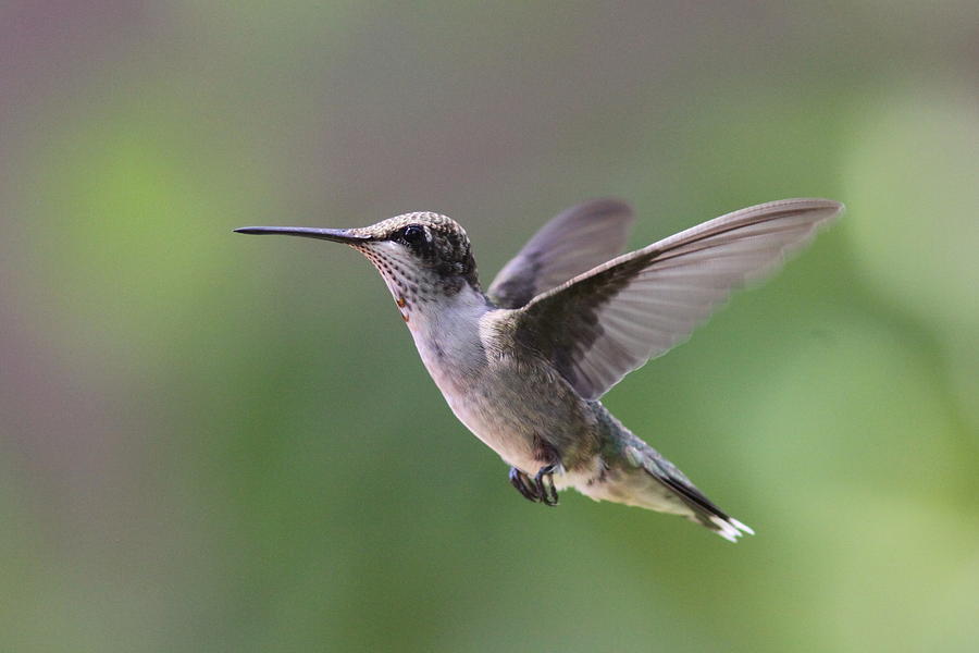 Ruby-throated Hummingbird - Swan Dive Photograph by Travis Truelove ...