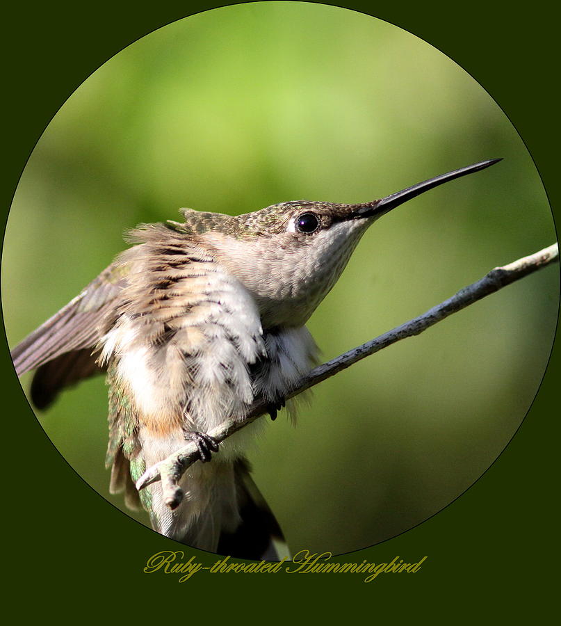 Ruby-throated Hummingbird  - The Stretch Photograph