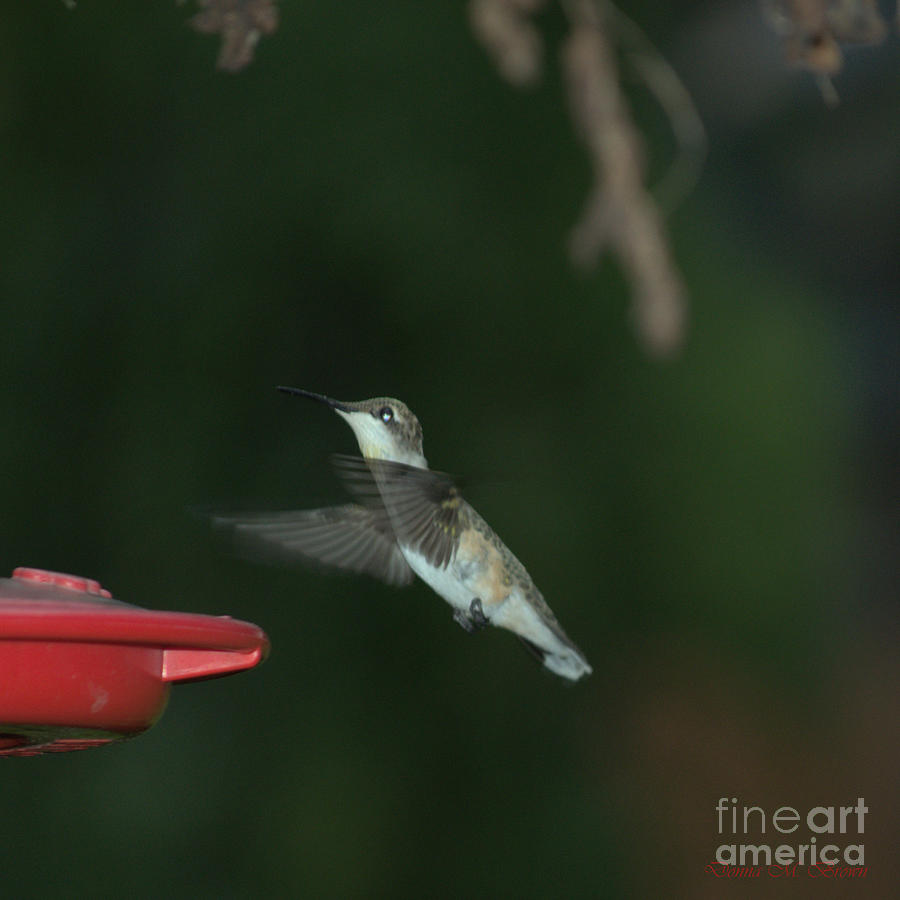 Ruby Throated Hummingbird 1 Photograph by Donna Brown