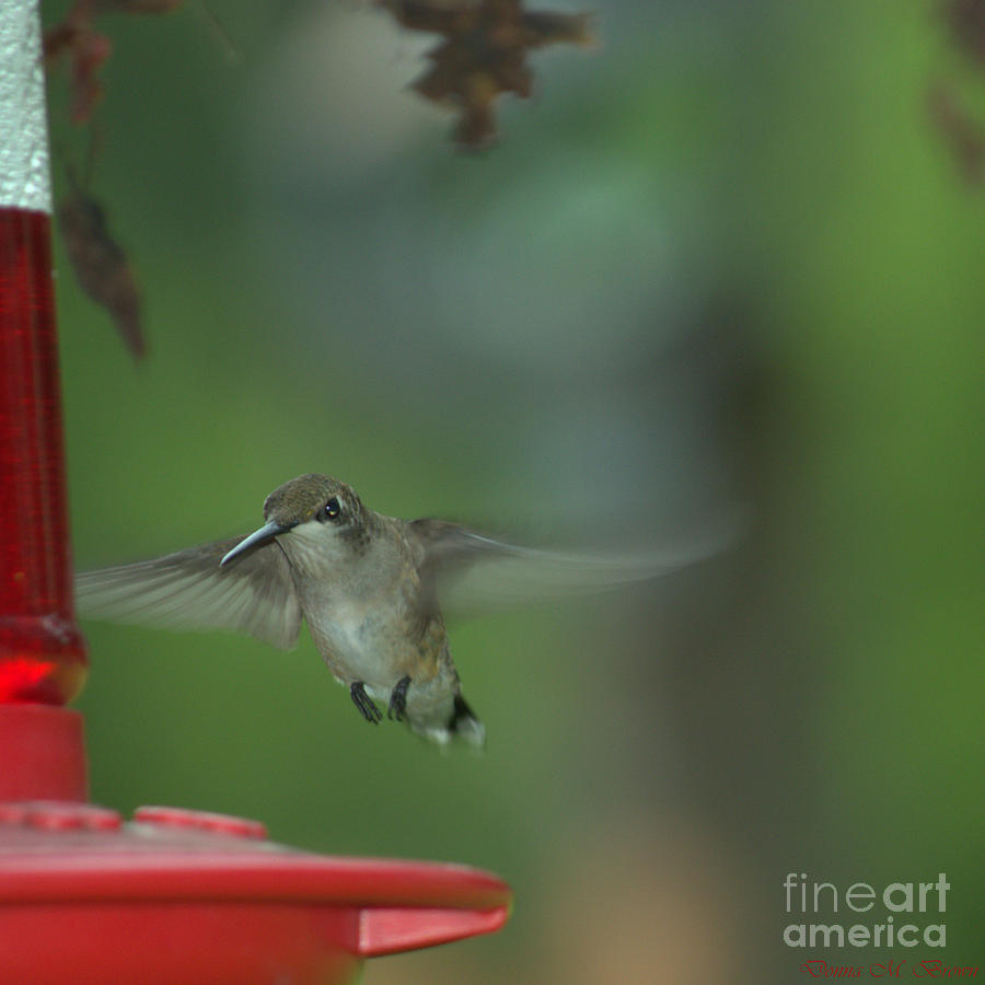 Ruby Throated Hummingbird 2 Photograph by Donna Brown