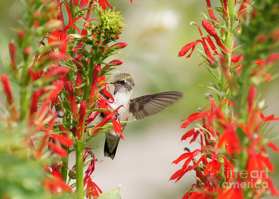 Ruby-throated Hummingbird And Cardinal Flower Photograph by Robert E Alter Reflections of Infinity