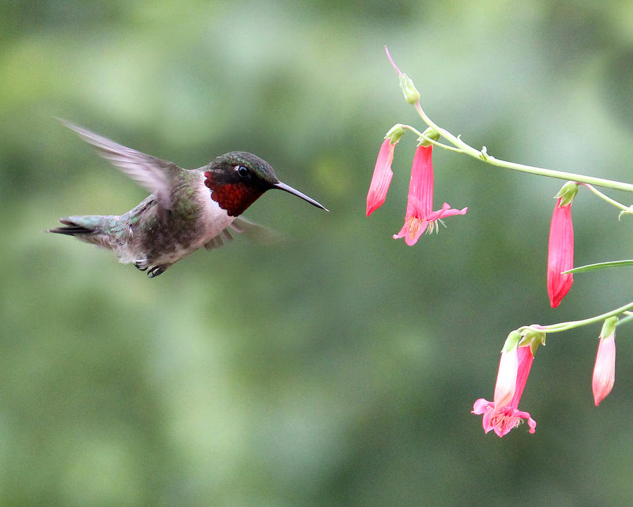 Ruby Throated Hummingbird Photograph by Brook Burling
