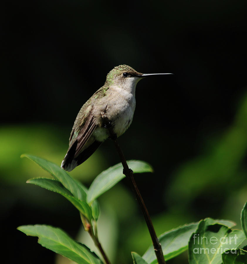 Ruby-Throated Hummingbird Female Photograph by Ronald Grogan