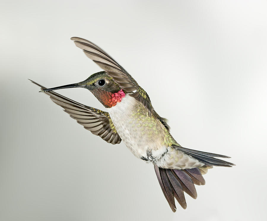 Ruby Throated Hummingbird Photograph by Gregory Scott