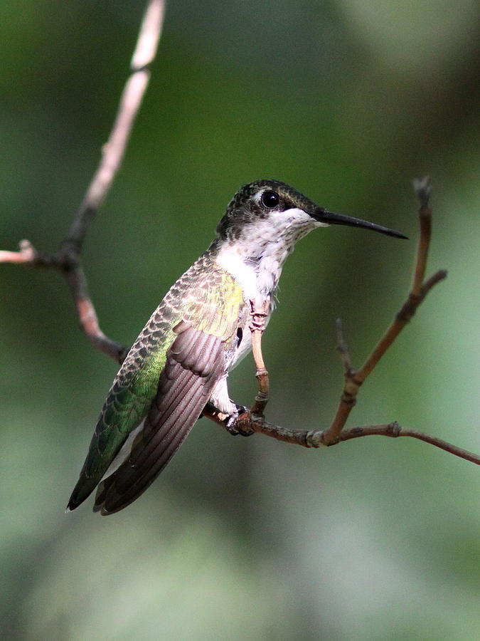 Ruby-throated Hummingbird - Hanging Low Photograph by Travis Truelove