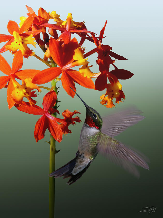 Ruby Throated Hummingbird Digital Art by M Spadecaller