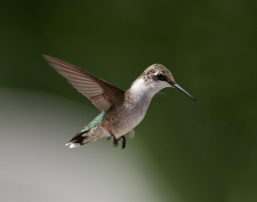 Ruby-throated hummingbird in flight Photograph by Randy Indish - Fine ...