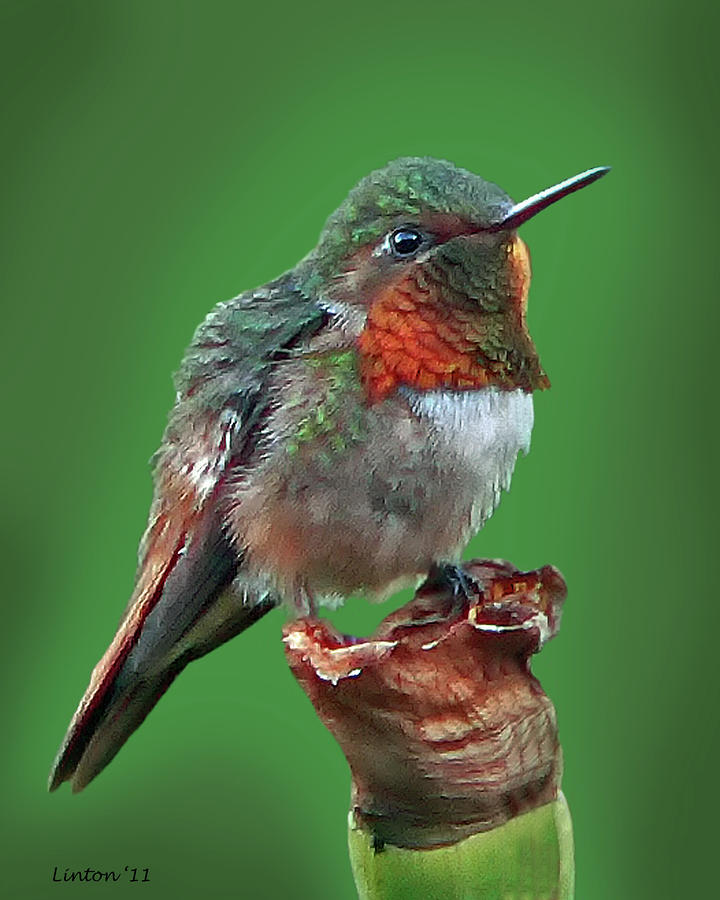 Ruby-throated Hummingbird Photograph by Larry Linton