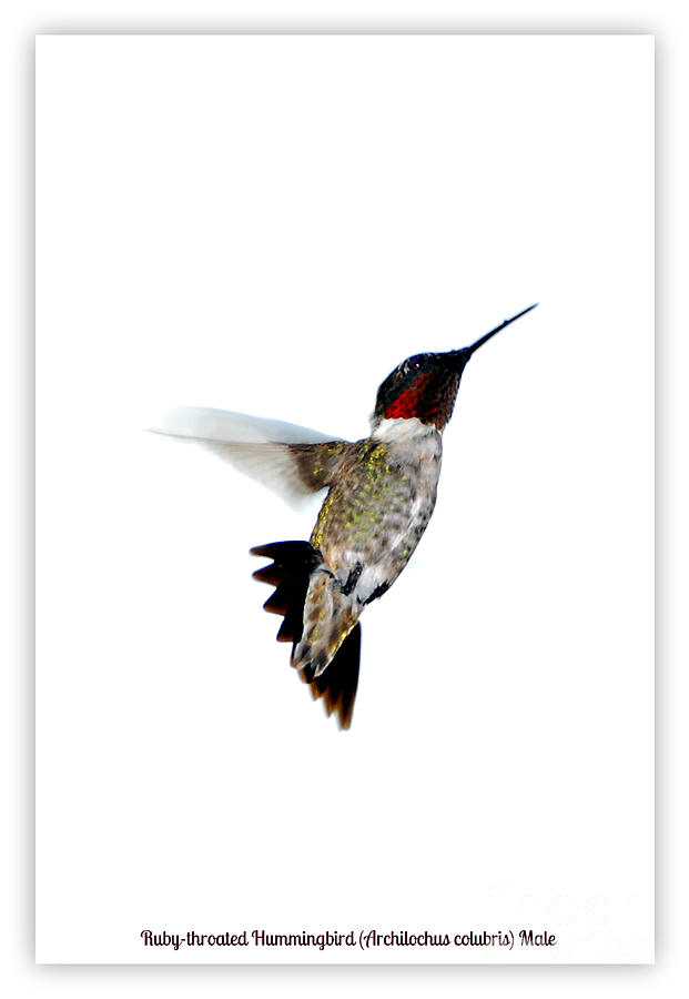 Ruby-throated Hummingbird  Photograph by Lila Fisher-Wenzel