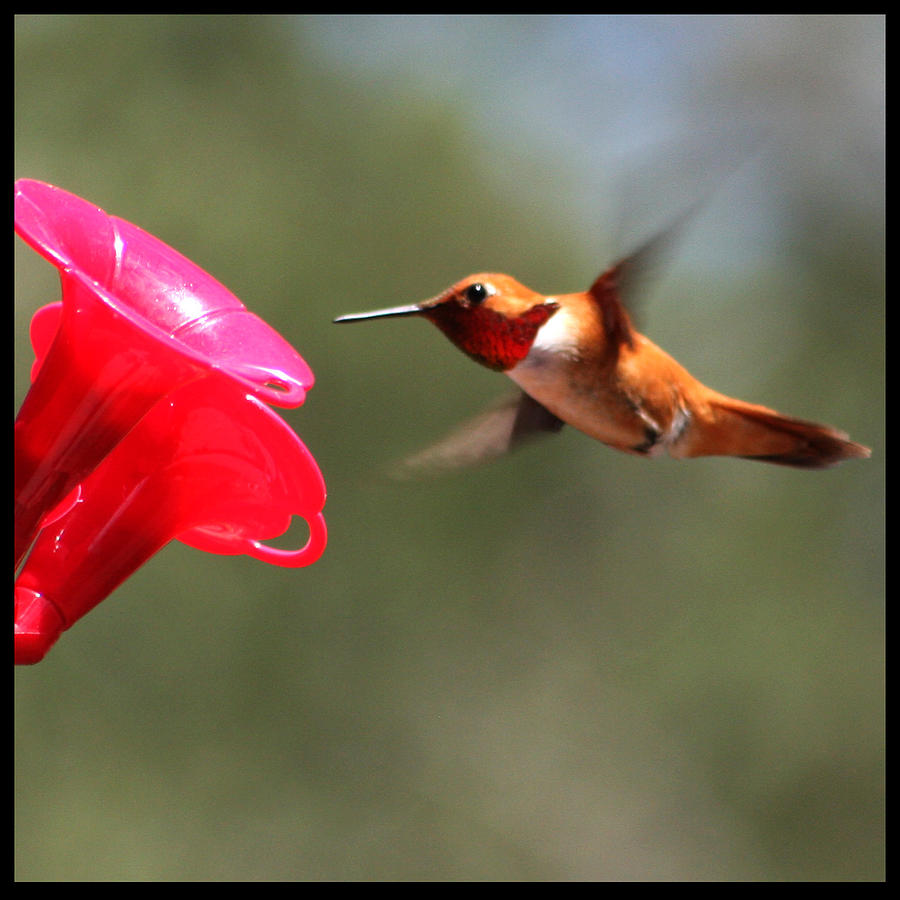 Ruby throated Hummingbird Photograph by Marta Alfred