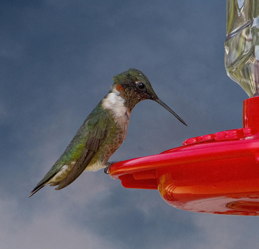 Nature Photograph - Ruby-Throated Hummingbird by Michael Friedman