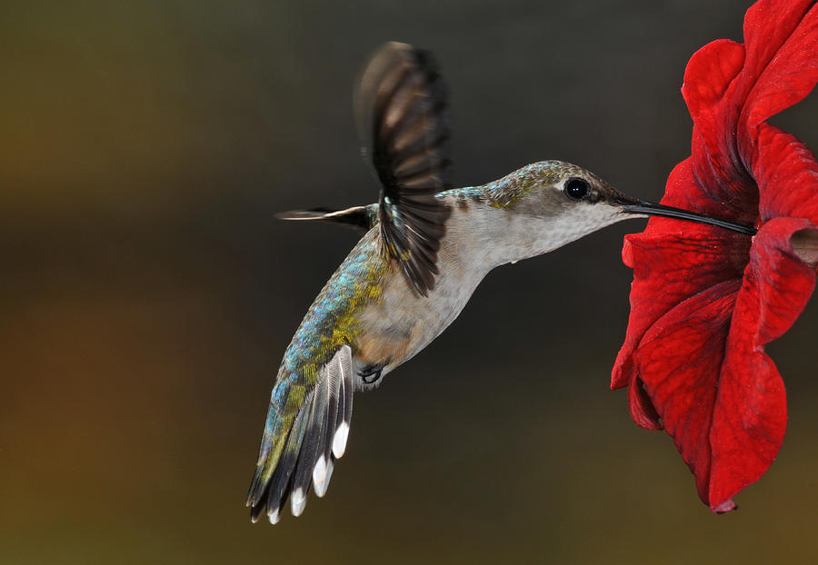 Ruby Throated Hummingbird Photograph by Mike Martin