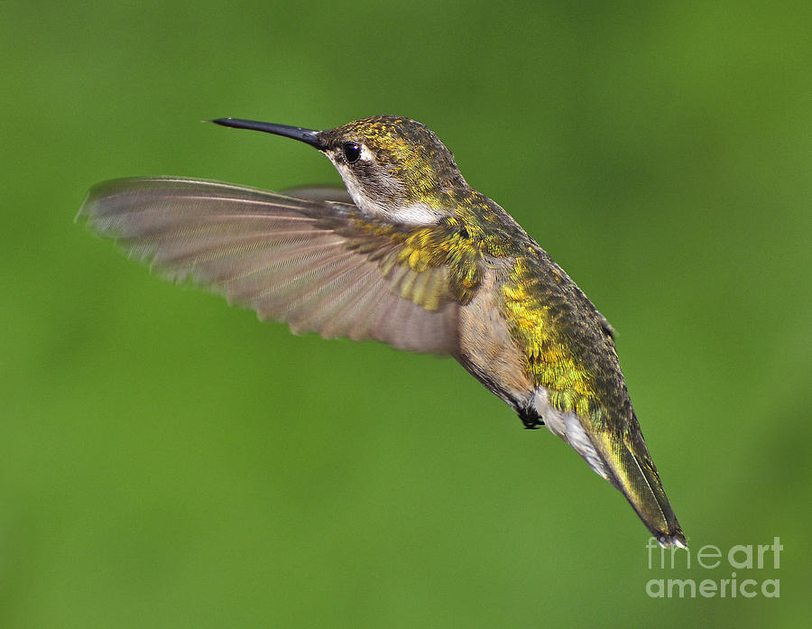 Ruby Throated Hummingbird Photograph by Rodney Campbell
