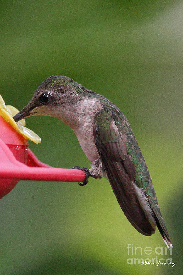 Ruby Throated Hummingbird Photograph by Steve Javorsky