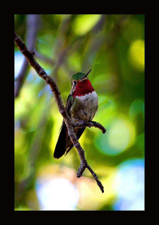 Ruby Throated Hummingbird Photograph - Ruby Throated Hummingbird by Susanne Still