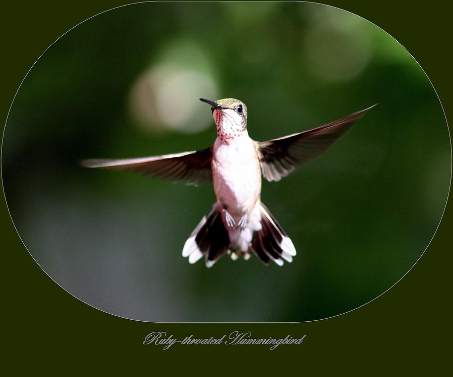 Ruby-throated Hummingbird - Treading Photograph by Travis Truelove