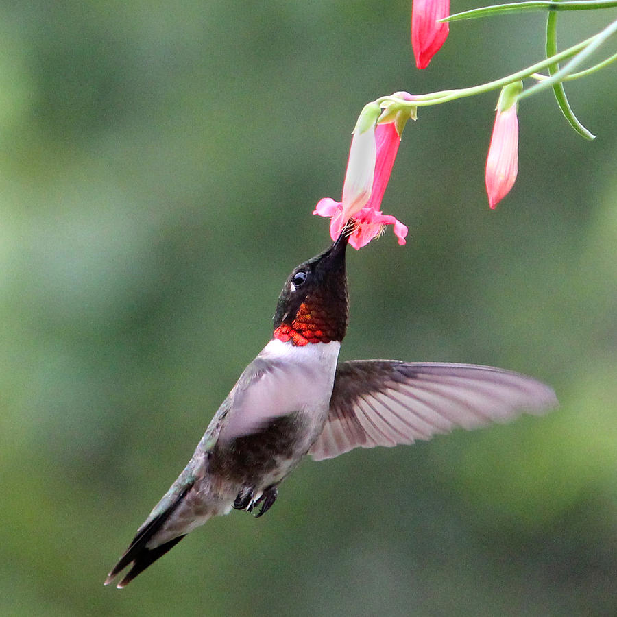 Ruby Throated Hummingbird1 Photograph by Brook Burling