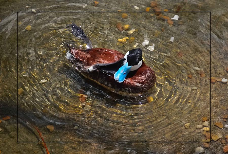 Ruddy Duck With an Itch Photograph by DigiArt Diaries by Vicky B Fuller