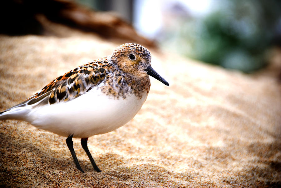 Sanderling Photograph by Anthony Citro
