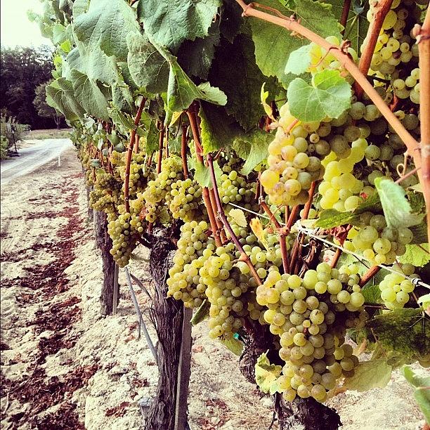 Chardonnay Photograph - Rude Clone Chard Is Getting Close by Eric Kent Wine Cellars