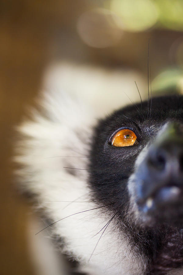 Wildlife Photograph - Ruffed Lemur by Hein Welman