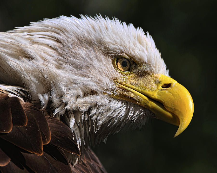 Ruffled an American Bald Eagle Photograph by Bill Dodsworth