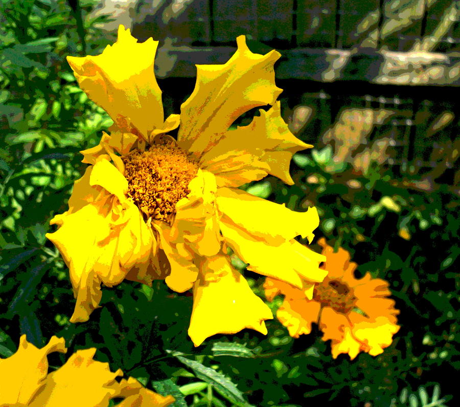 Ruffled Marigold Petals Photograph by Padre Art