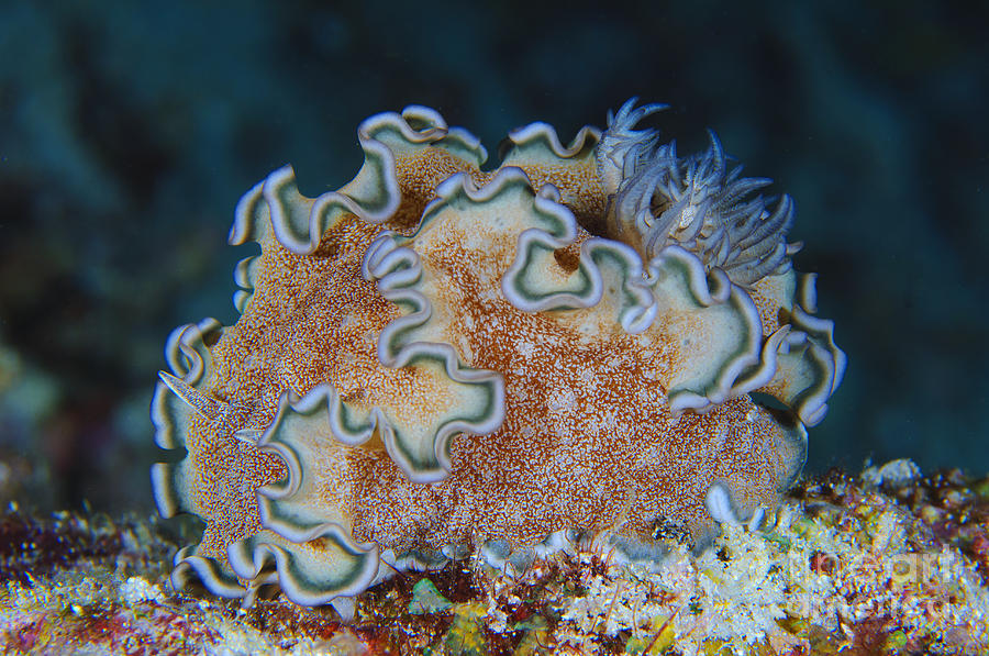 Ruffled Nudibranch On Coral, Solomons Photograph by Steve Jones