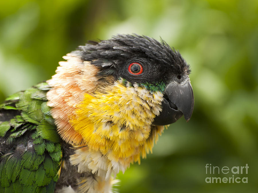 Ruffled parrot Photograph by Steev Stamford