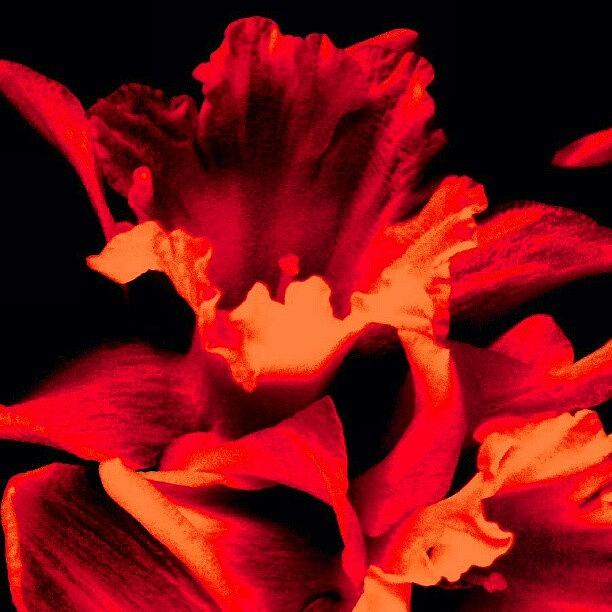Flower Photograph - Ruffled Red Drama, Flowers #android by Marianne Dow