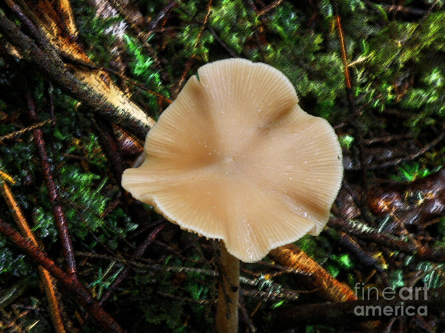 Ruffled Shroom Photograph by Leianne Wilson - Fine Art America