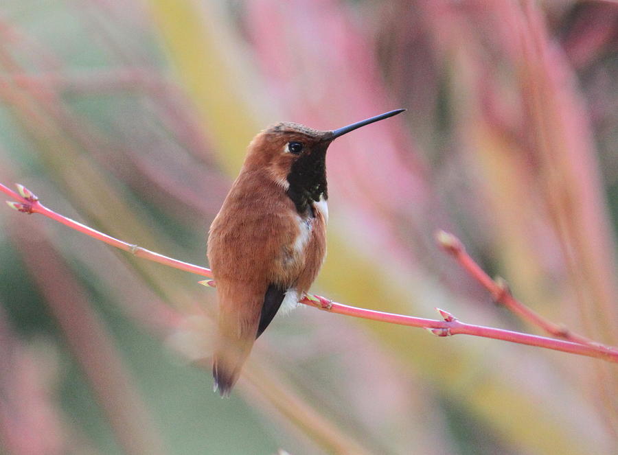 Rufous Hummingbird 3 Photograph by Angie Vogel