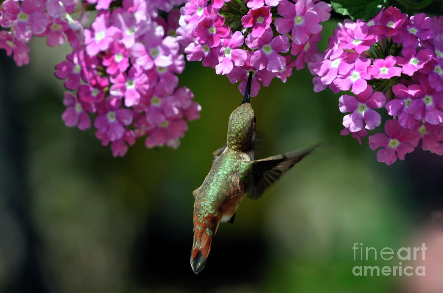 Rufous Hummingbird at pink Flowers Photograph by Laura Mountainspring