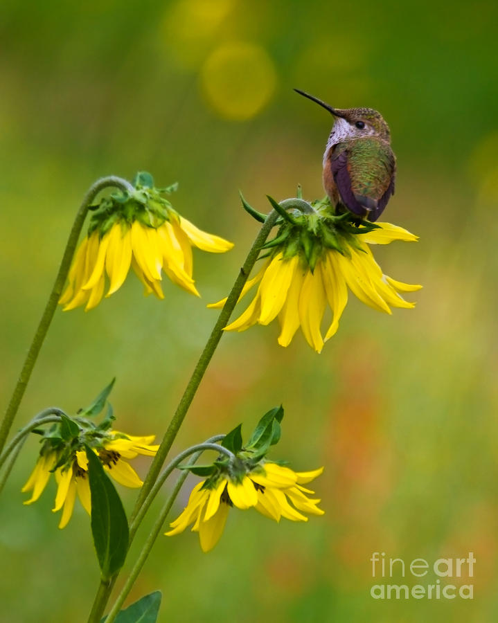 Animal Photograph - Rufous Hummingbird by Crystal Garner