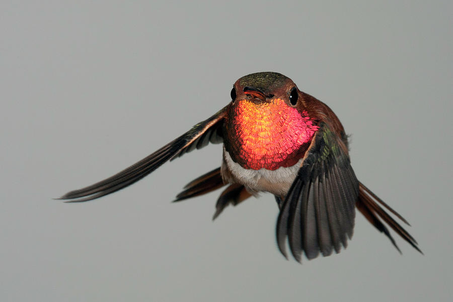 Rufous Hummingbird Downstroke Photograph by Gregory Scott