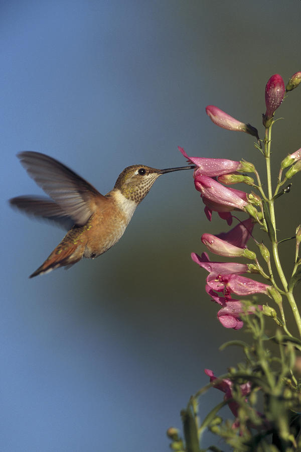 Rufous Hummingbird Feeding On Flowers Photograph by Tim Fitzharris