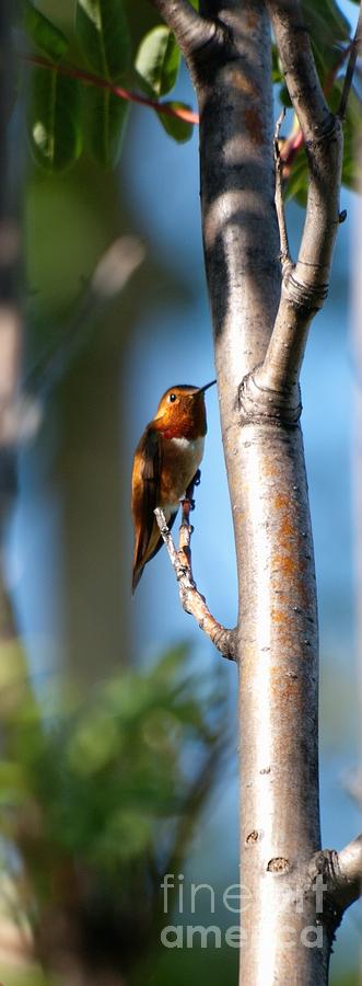 Rufous Hummingbird Photograph by Greg Jones