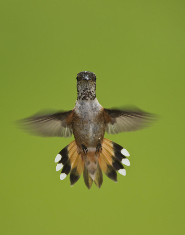 Rufous Hummingbird Selasphorus Rufus Photograph by Matthias Breiter